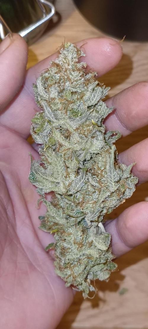 Living Soil rocks!🤘🏼. Week 17