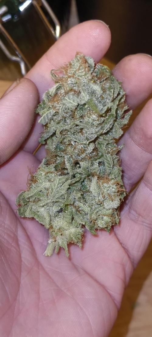 Living Soil rocks!🤘🏼. Week 17