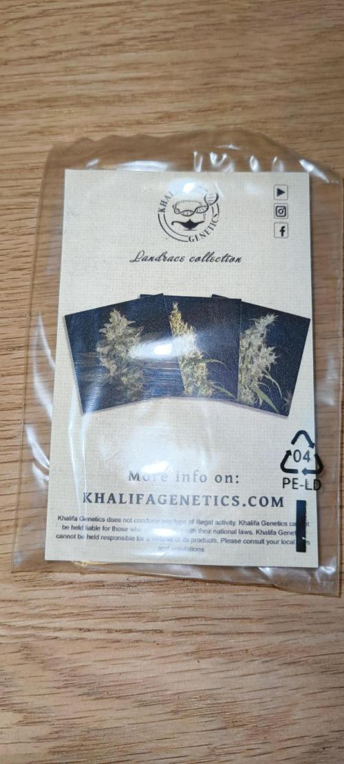 NEW SEED DROP 2026!Libanese Snow Auto. Week 0