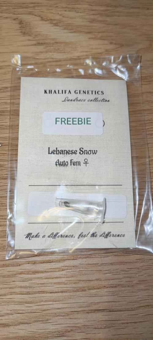 NEW SEED DROP 2026!Libanese Snow Auto. Week 0