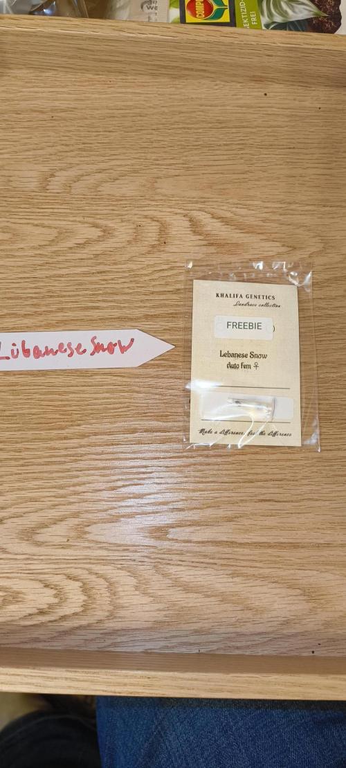 NEW SEED DROP 2026!Libanese Snow Auto. Week 0