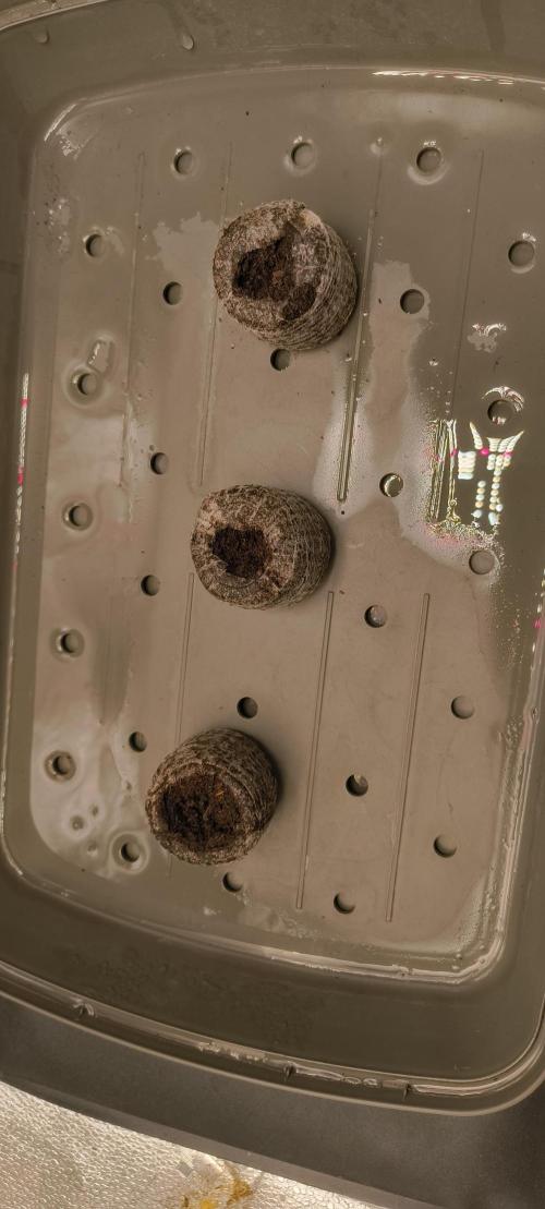 NEW SEED DROP 2026!Libanese Snow Auto. Week 0