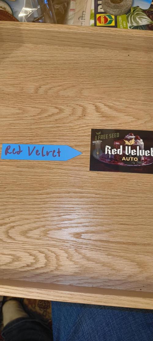 Red Velvet auto.Freebie Friday. Week 0