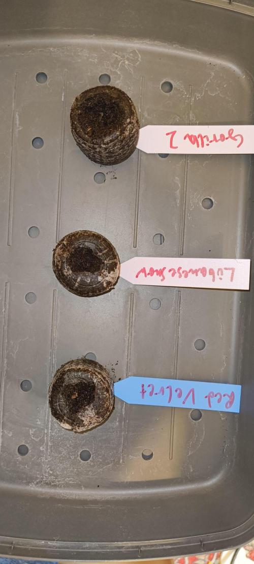 Red Velvet auto.Freebie Friday. Week 0