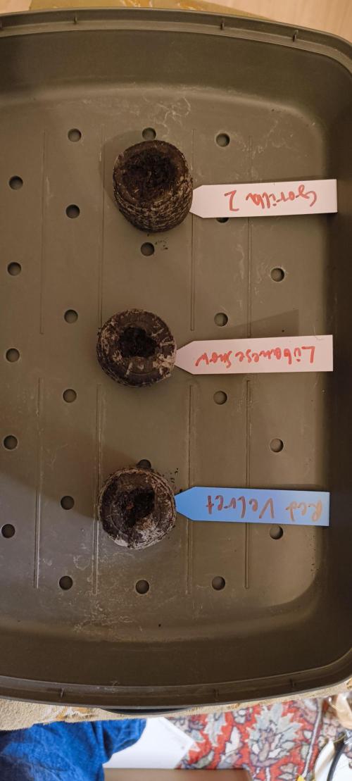 Gorilla Z auto Fast Buds Freebie. Week 0