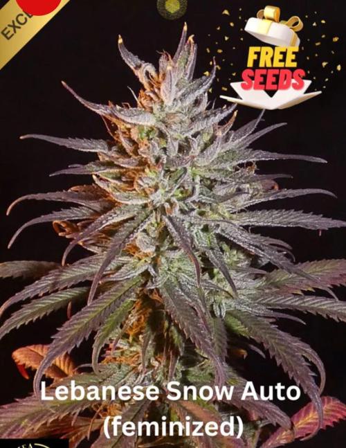 NEW SEED DROP 2026!Libanese Snow Auto. Week 0 - Picture from mandalaseeds.com