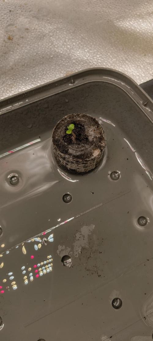 Red Velvet auto.Freebie Friday. Week 1 - Little Rita 