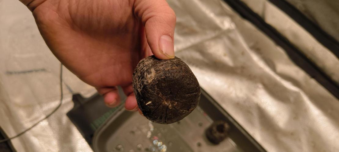 Red Velvet auto.Freebie Friday. Week 1 - tiny taproot😬