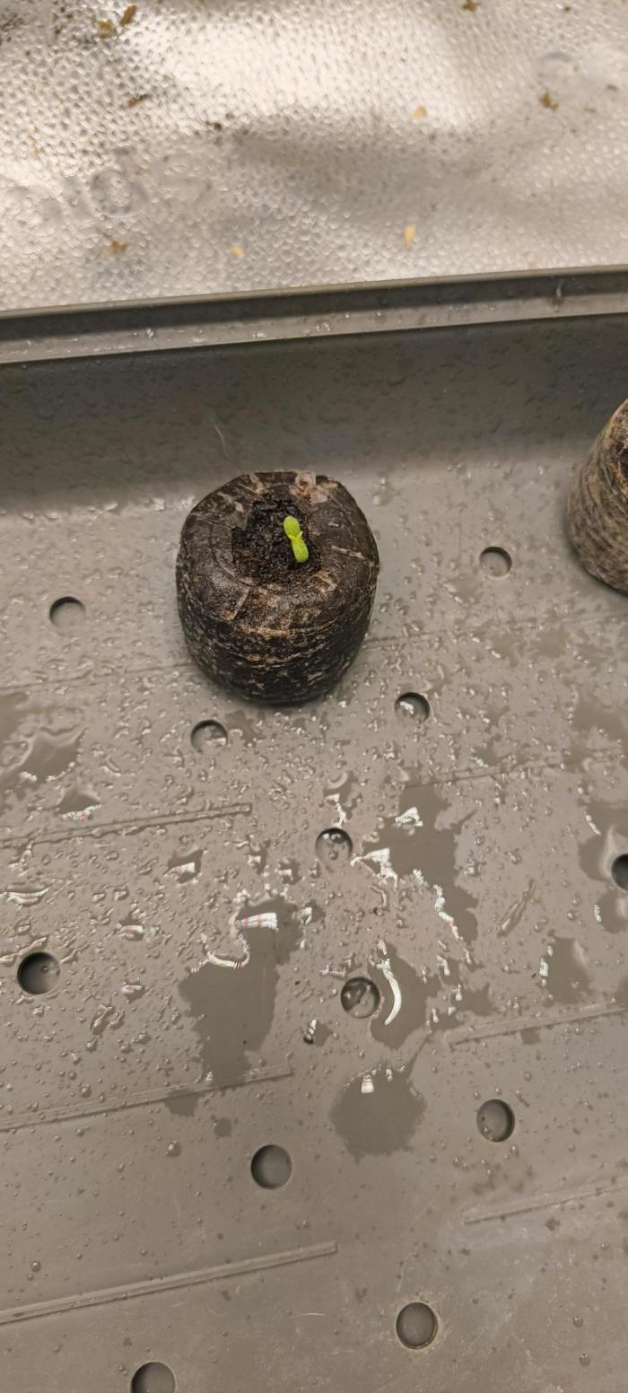 NEW SEED DROP 2026!Libanese Snow Auto. Week 1 - Little Lotta