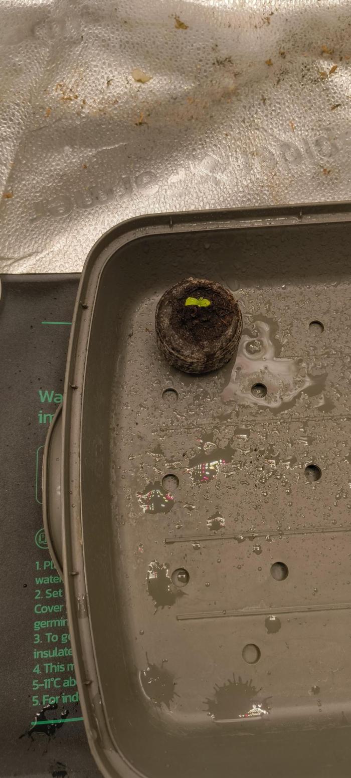 Gorilla Z auto Fast Buds Freebie. Week 1 - Little Greta