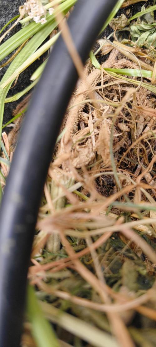 Red Velvet auto.Freebie Friday. Week 1