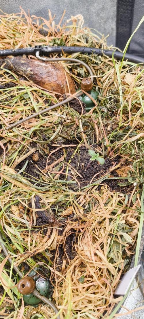 Gorilla Z auto Fast Buds Freebie. Week 1