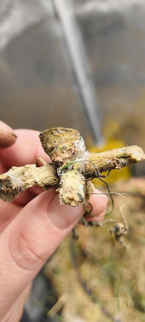 Gorilla Z auto Fast Buds Freebie. Week 1