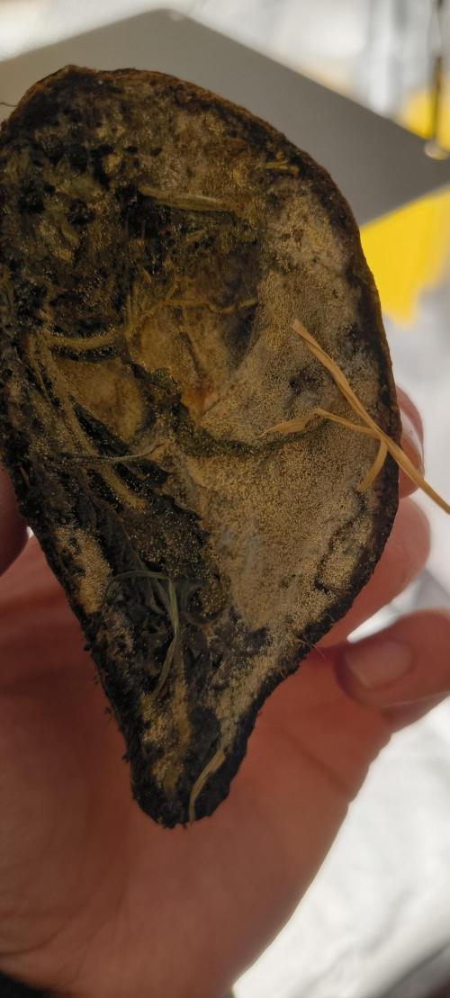 Gorilla Z auto Fast Buds Freebie. Week 1