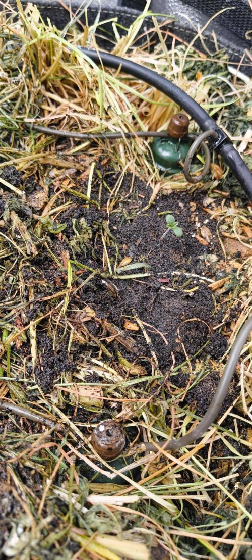 NEW SEED DROP 2026!Libanese Snow Auto. Week 1