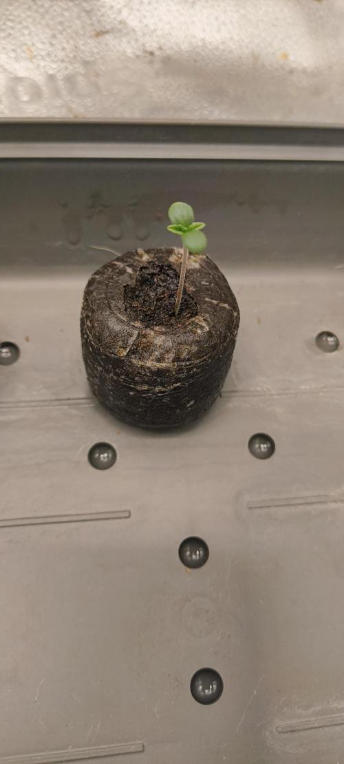 NEW SEED DROP 2026!Libanese Snow Auto. Week 1