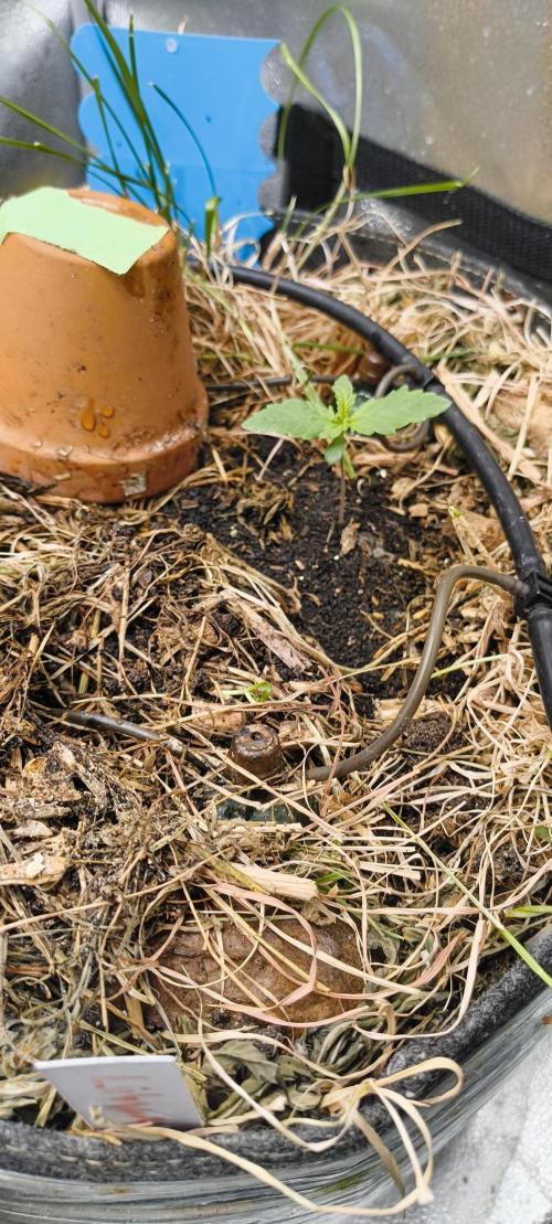 NEW SEED DROP 2026!Libanese Snow Auto. Week 2