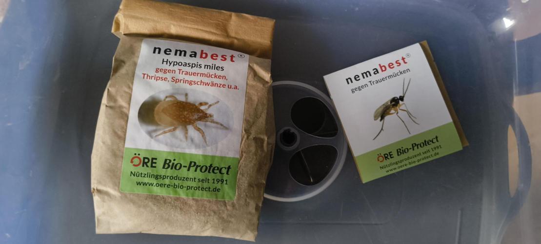 NEW SEED DROP 2026!Libanese Snow Auto. Week 2