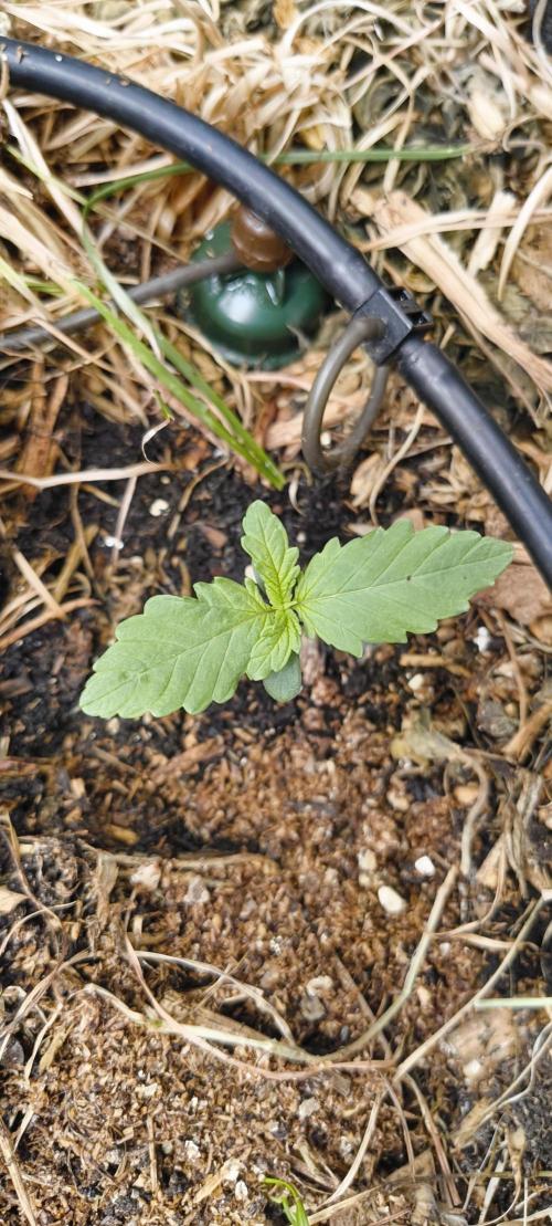 NEW SEED DROP 2026!Libanese Snow Auto. Week 2