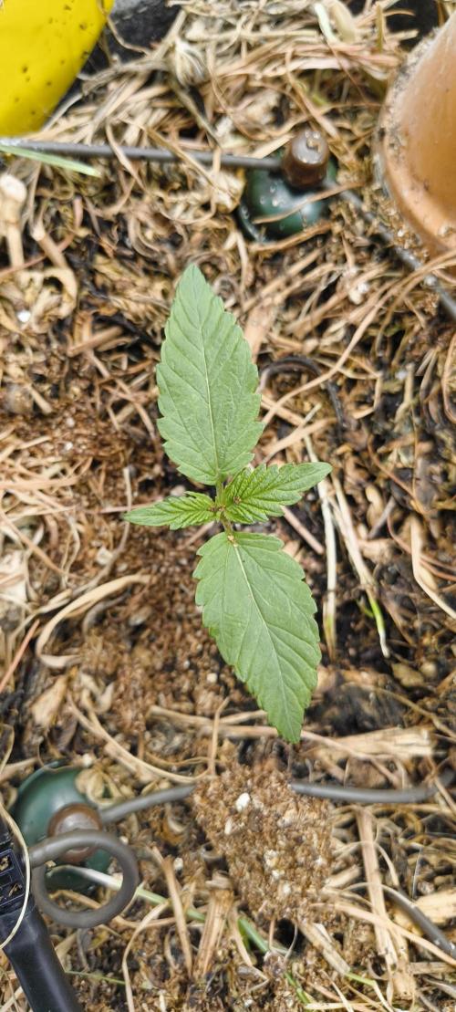 Red Velvet auto.Freebie Friday. Week 2