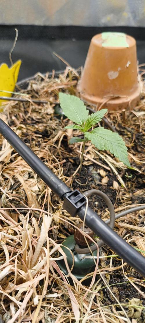 Red Velvet auto.Freebie Friday. Week 2