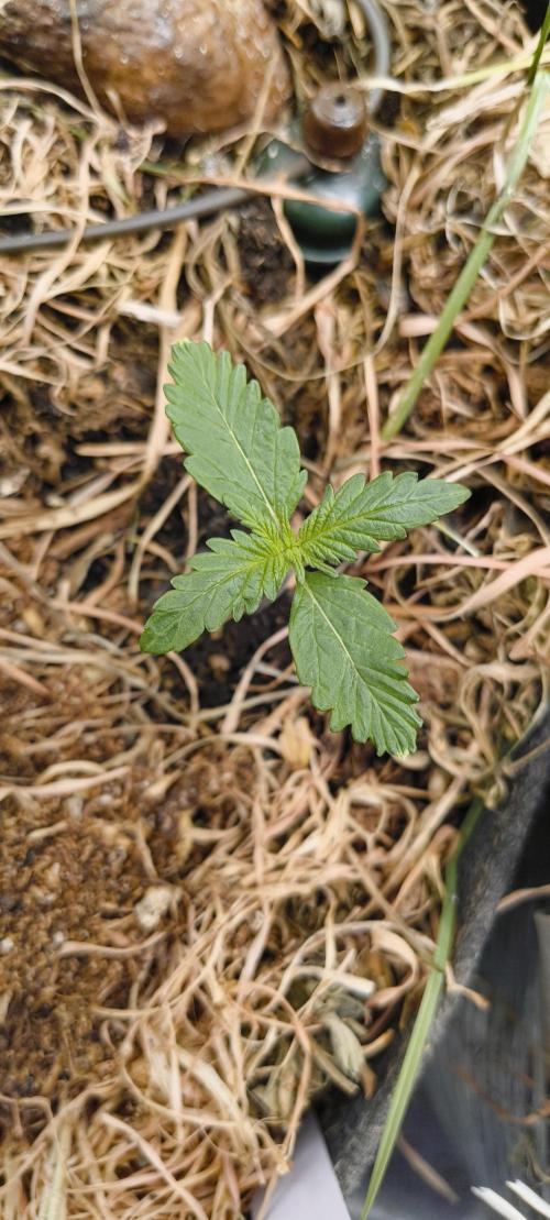 Gorilla Z auto Fast Buds Freebie. Week 2