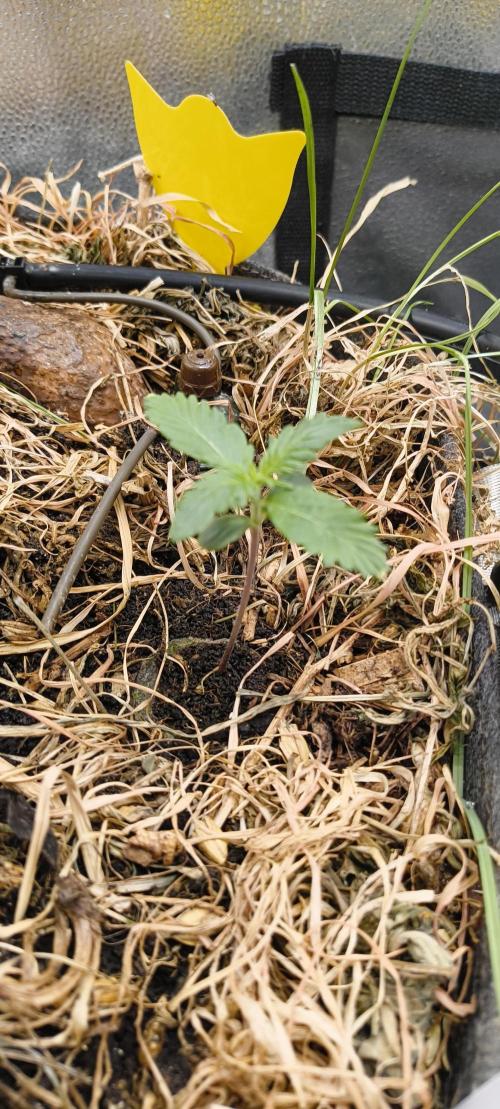 Gorilla Z auto Fast Buds Freebie. Week 2