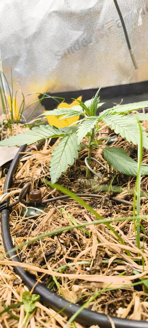 Red Velvet auto.Freebie Friday. Week 3