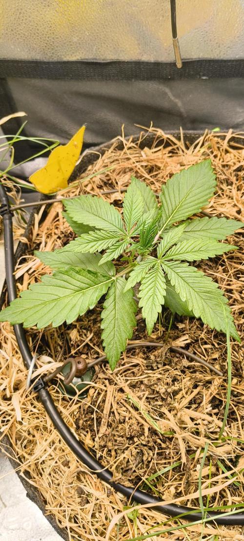 Red Velvet auto.Freebie Friday. Week 3