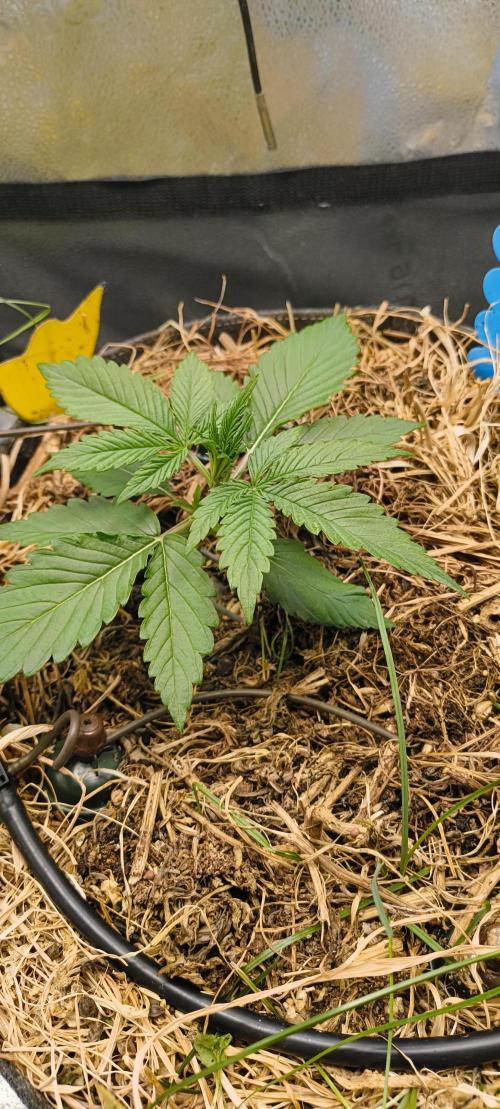 Red Velvet auto.Freebie Friday. Week 3