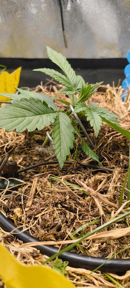 Red Velvet auto.Freebie Friday. Week 3