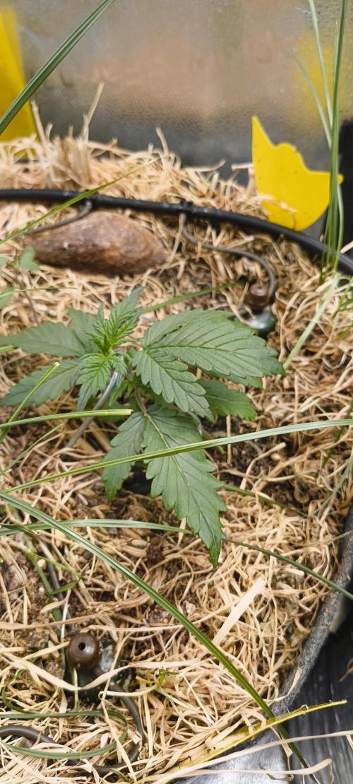 Gorilla Z auto Fast Buds Freebie. Week 3