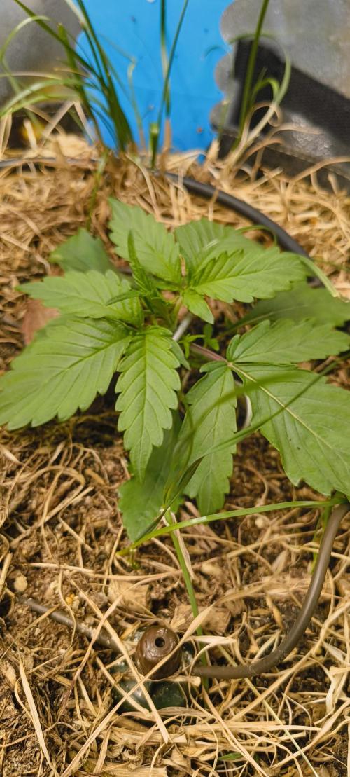 NEW SEED DROP 2026!Libanese Snow Auto. Week 3