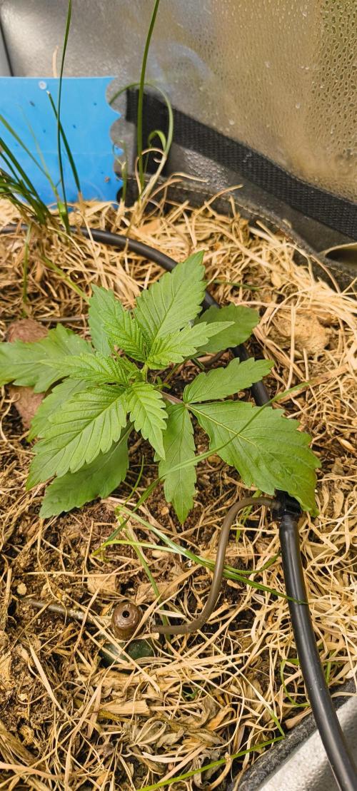 NEW SEED DROP 2026!Libanese Snow Auto. Week 3