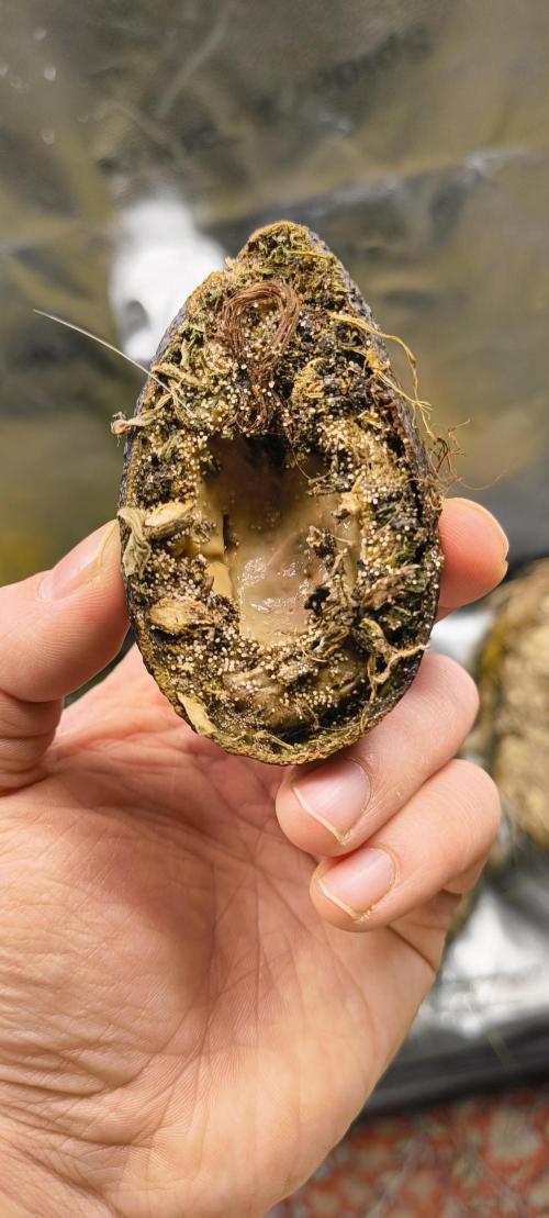 Red Velvet auto.Freebie Friday. Week 4 - AvocadoTech doing its work