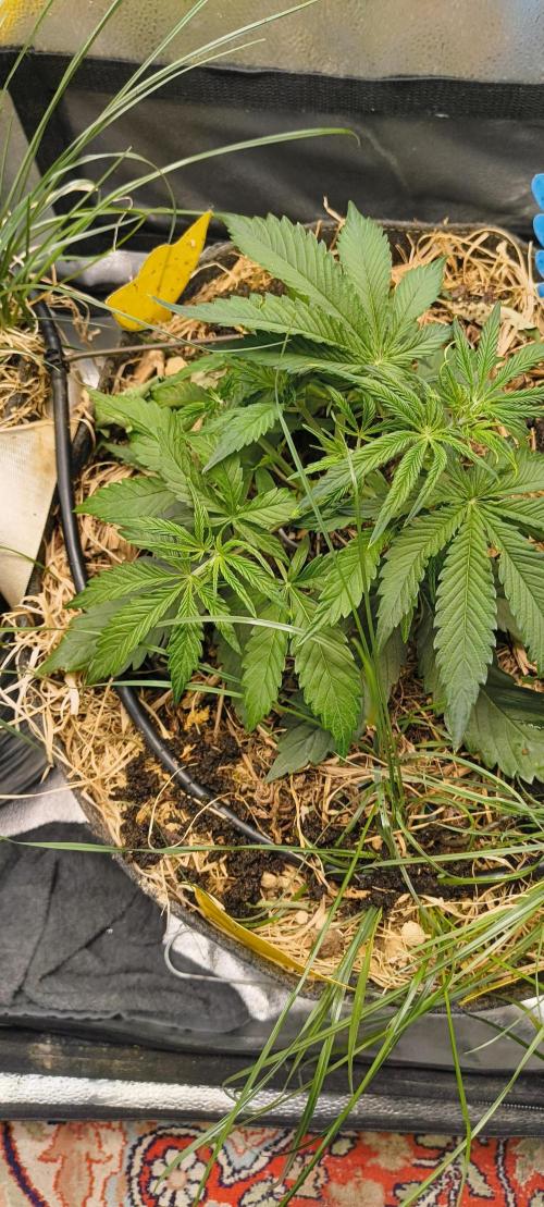 Red Velvet auto.Freebie Friday. Week 4