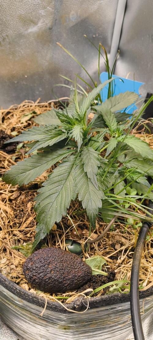 NEW SEED DROP 2026!Libanese Snow Auto. Week 4