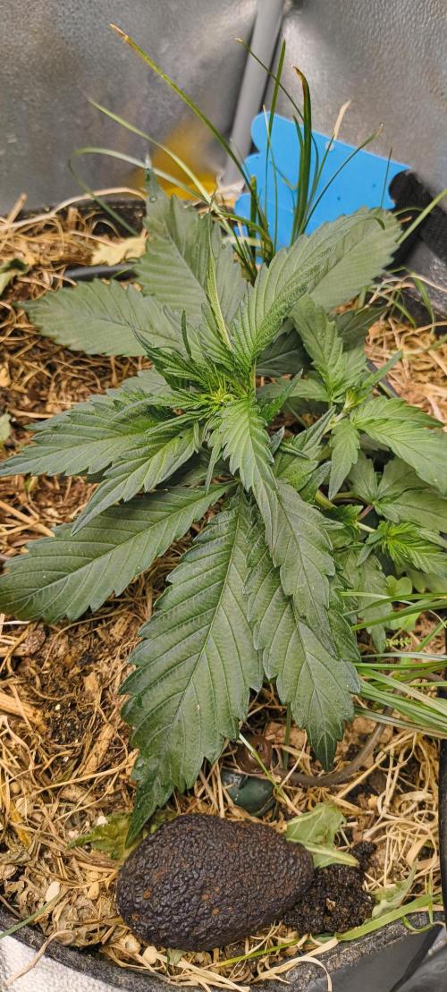 NEW SEED DROP 2026!Libanese Snow Auto. Week 4