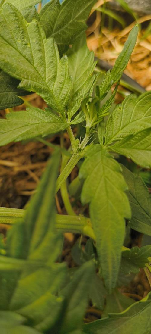 NEW SEED DROP 2026!Libanese Snow Auto. Week 4 - Pistils aka Pishtillen