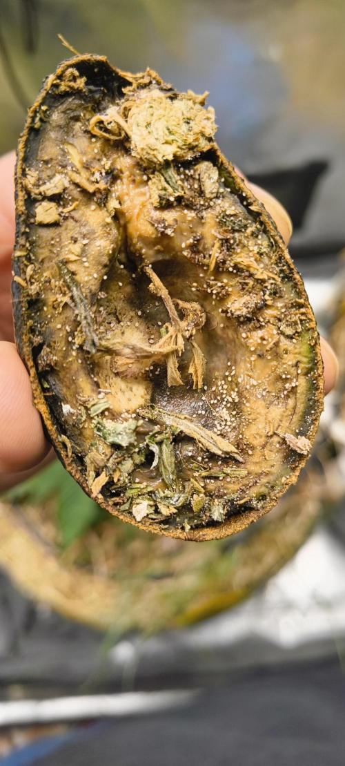 NEW SEED DROP 2026!Libanese Snow Auto. Week 4