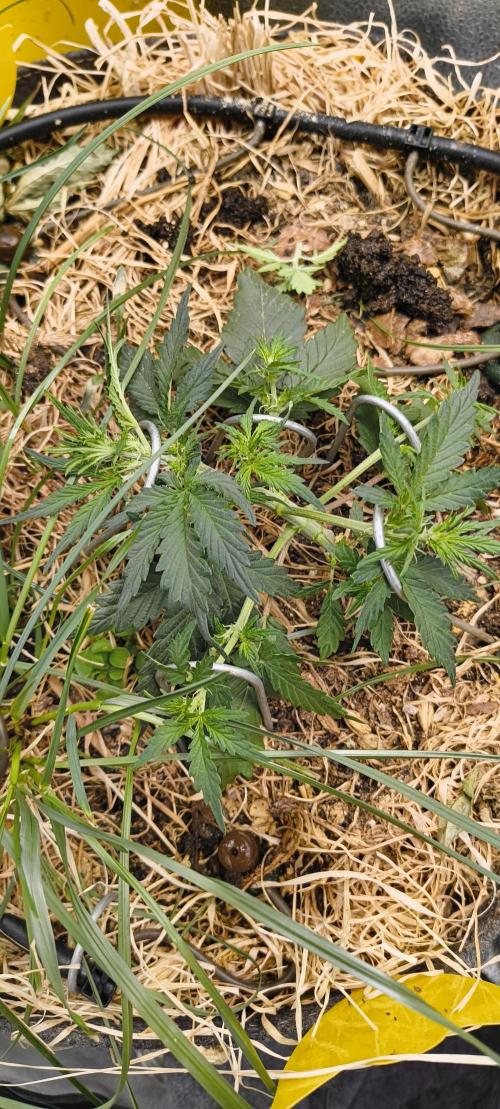 Gorilla Z auto Fast Buds Freebie. Week 4 - Bondage finest