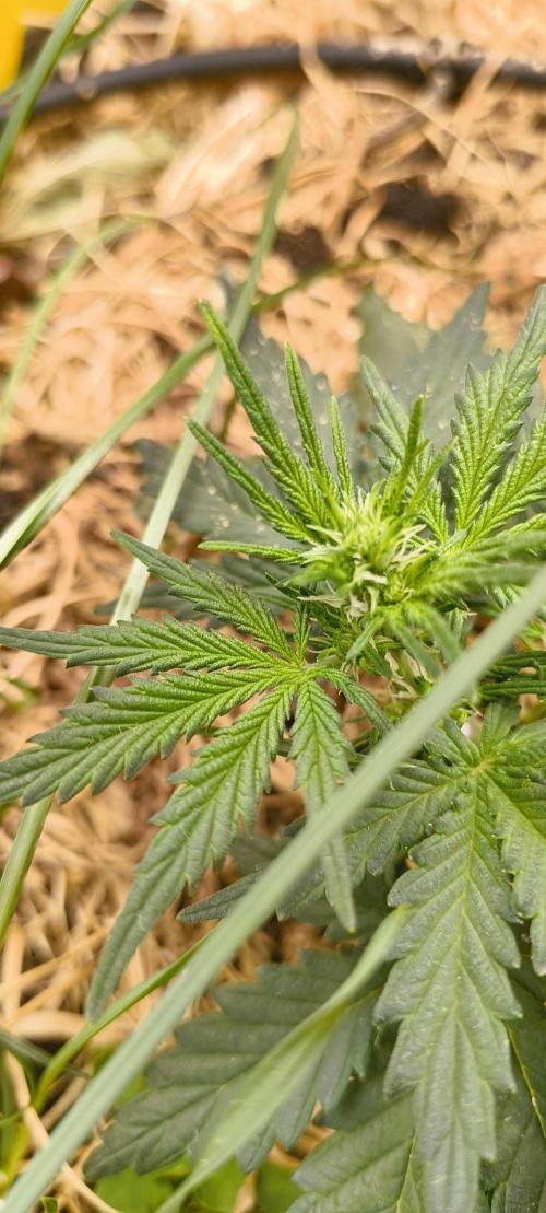 Gorilla Z auto Fast Buds Freebie. Week 4 - mucho Pistils 