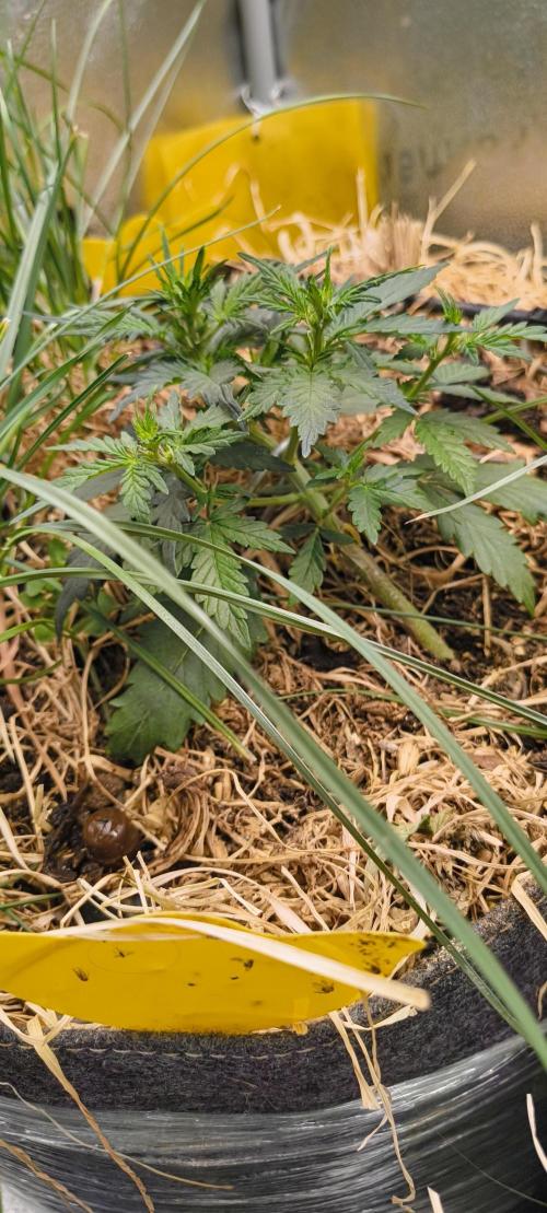 Gorilla Z auto Fast Buds Freebie. Week 4