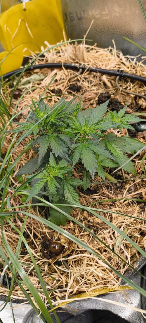 Gorilla Z auto Fast Buds Freebie. Week 4