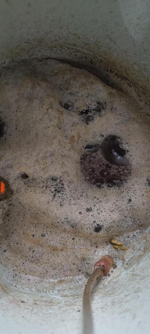 Gorilla Z auto Fast Buds Freebie. Week 4 - Tea🍃