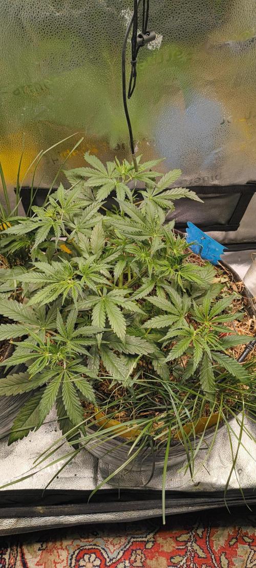 Red Velvet auto.Freebie Friday. Week 5