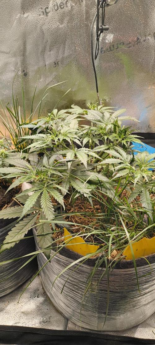 Red Velvet auto.Freebie Friday. Week 5