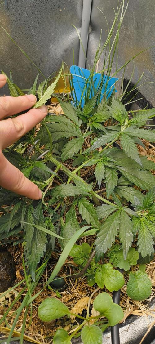 NEW SEED DROP 2026!Libanese Snow Auto. Week 5