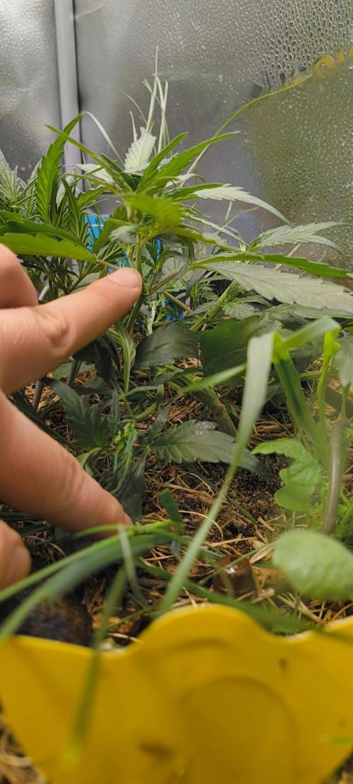 NEW SEED DROP 2026!Libanese Snow Auto. Week 5