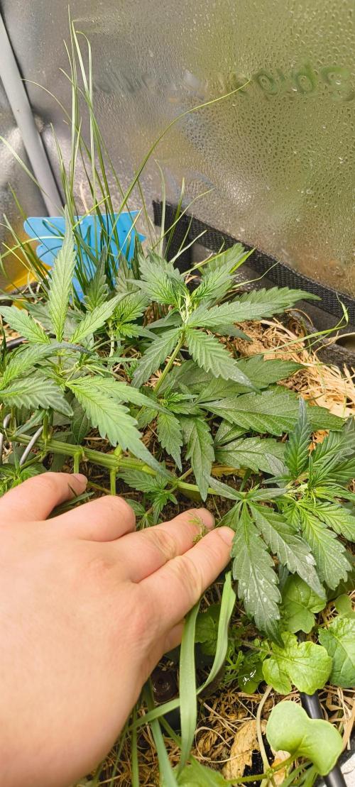 NEW SEED DROP 2026!Libanese Snow Auto. Week 5